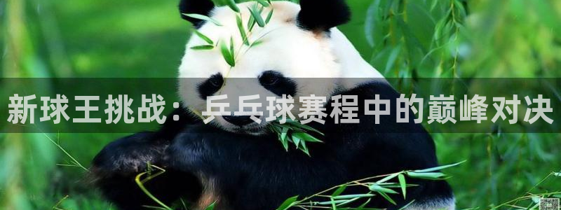 MK体育官网下载入口：新球王挑战：乒乓球赛程中的巅峰对决